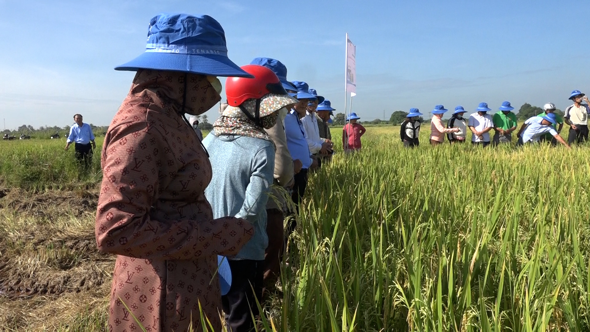 Hội thảo tổng kết mô hình trình diễn phân bón lá PGP trên cây lúa